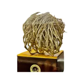 Rose of Jericho (Mawar Yerikho)