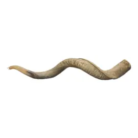 Shofar: Sejarah dan Penggunaan Shofar dalam Tradisi Israel Kuno